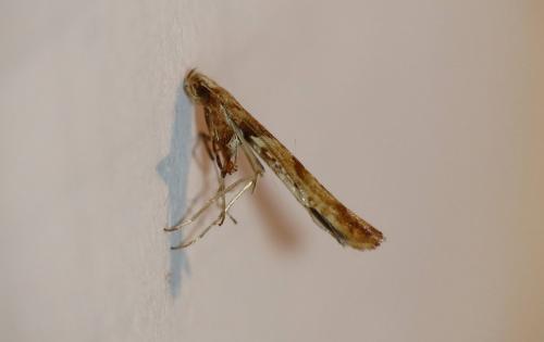 Caloptilia hemidactylella